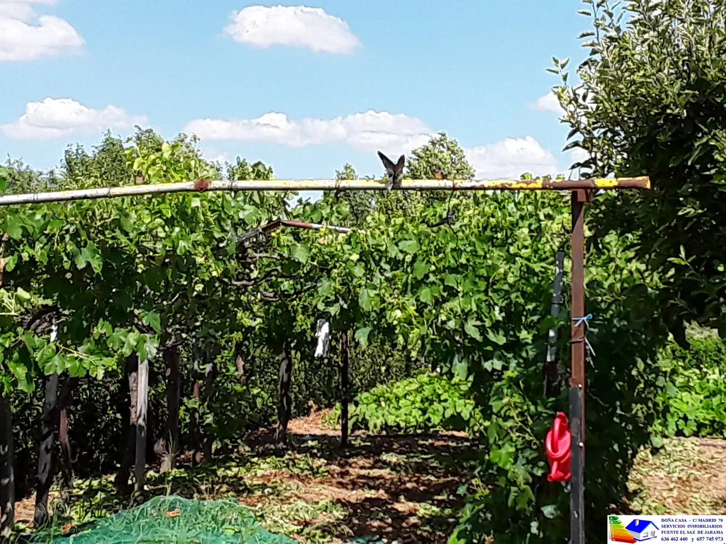 Jardín de Casa o chalet en venta en Fuente El Saz de Jarama con Aire acondicionado, Calefacción y Jardín privado