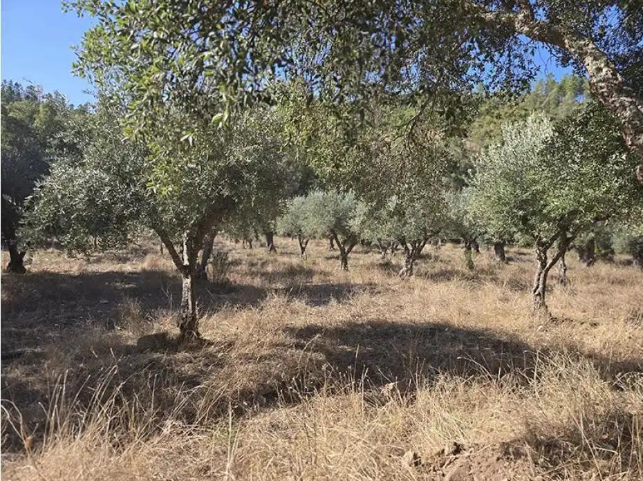 Terreni e lotti in vendita a Pedanías de Badajoz, imagen 2