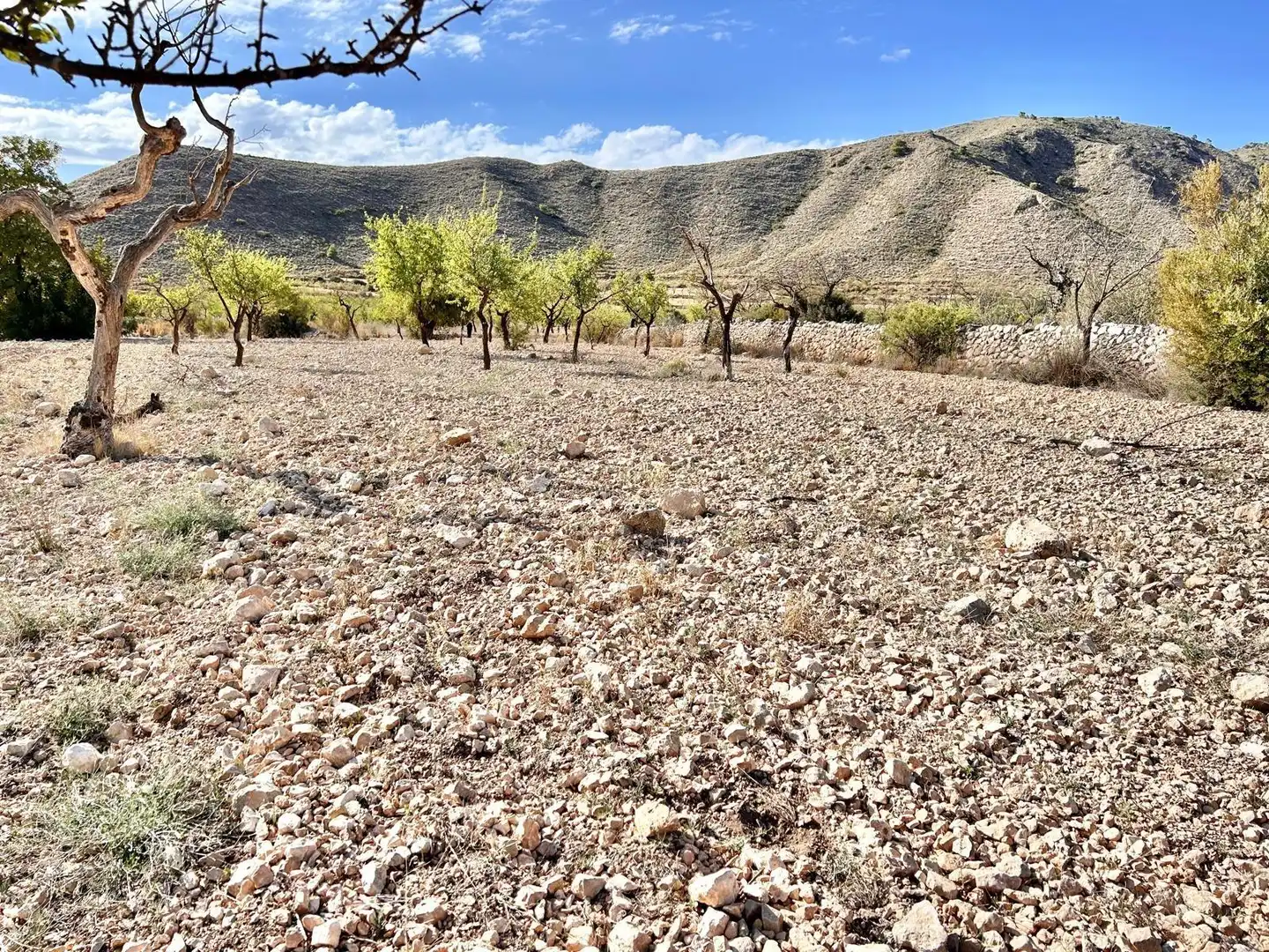 Terreno rustico in vendita a La Murada - Los Vicentes, imagen 2