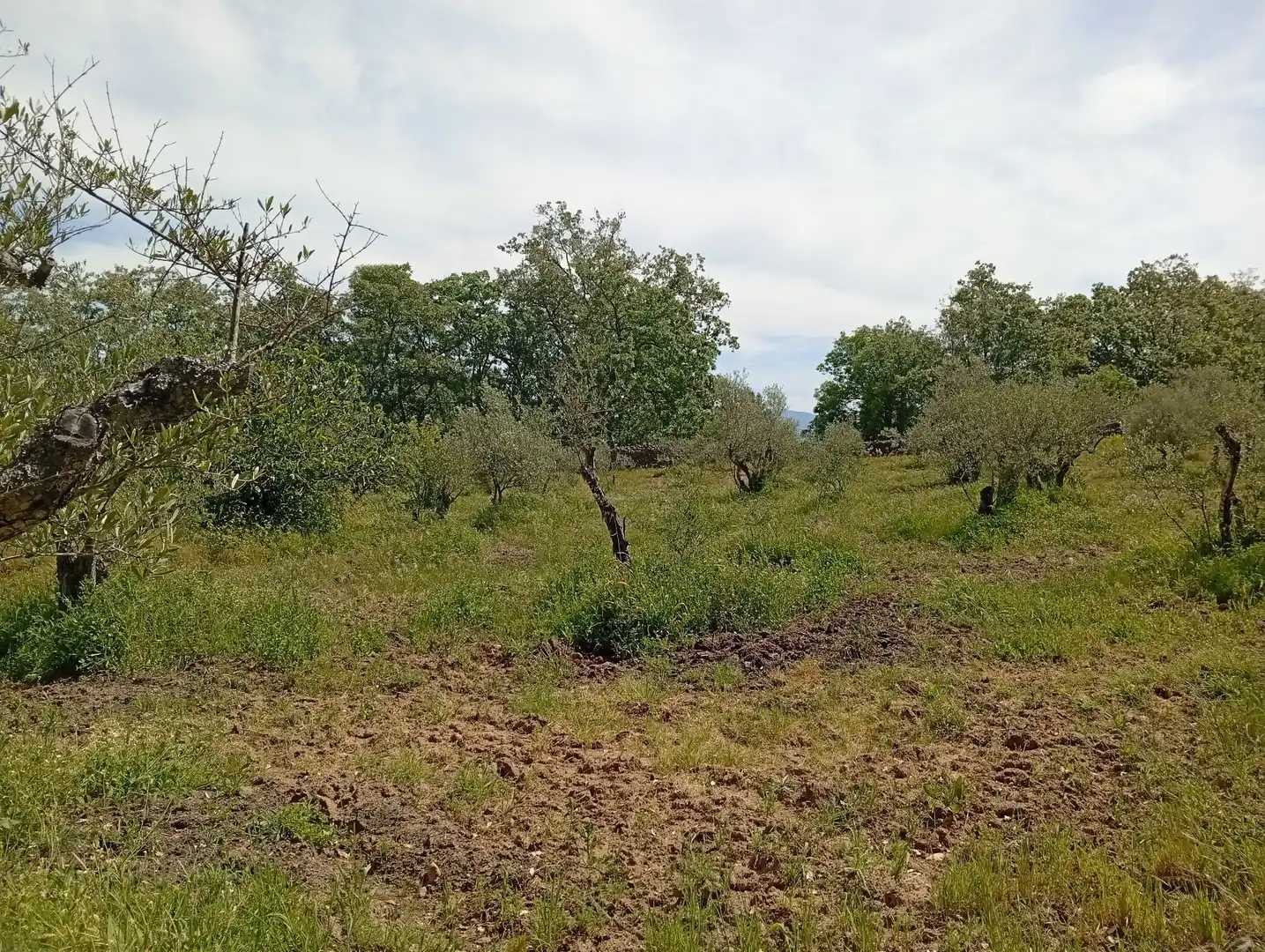 Terreni e lotti in vendita a Villanueva de la Vera, imagen 43