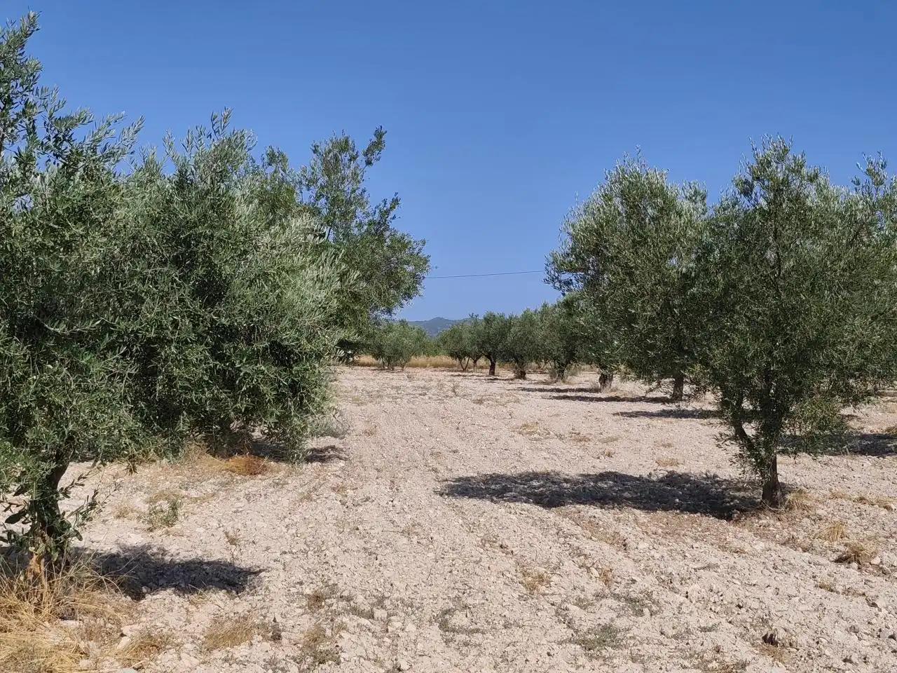 Terreno rustico in vendita a Castalla, imagen 12