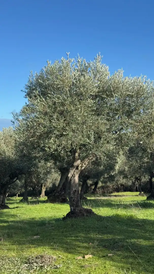 Terreni e lotti in vendita a Valencia de Alcántara, imagen 29