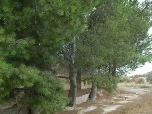 Terreny rústic en venda a Partida Sol del Camp, imagen 4