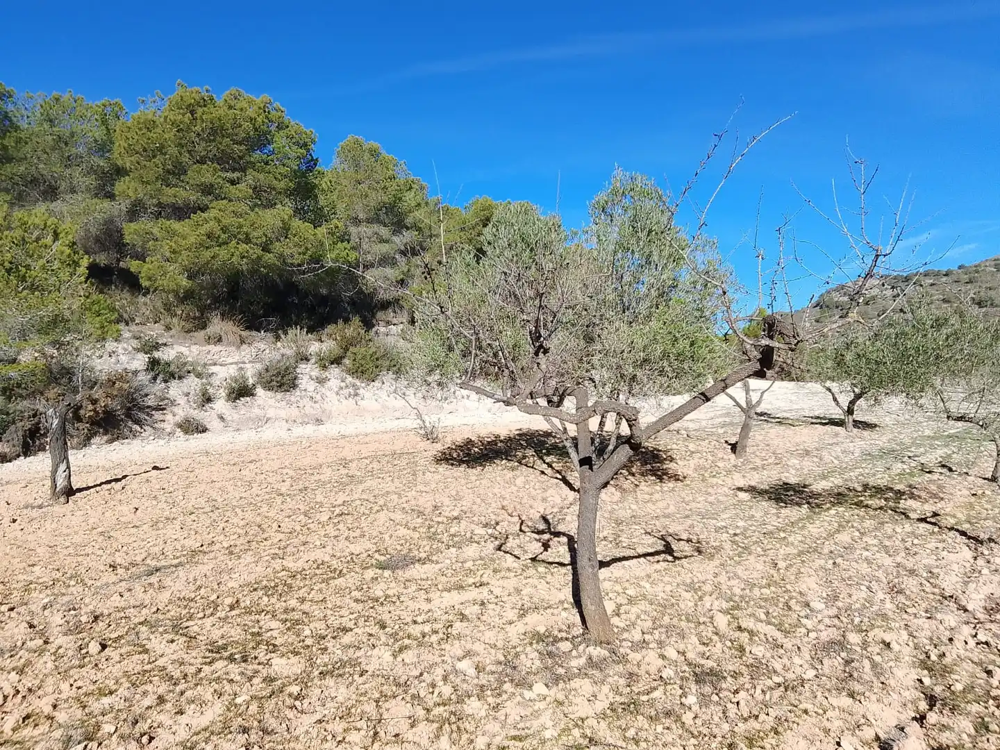 Terreno rustico in vendita a Carrer la Creu, imagen 17