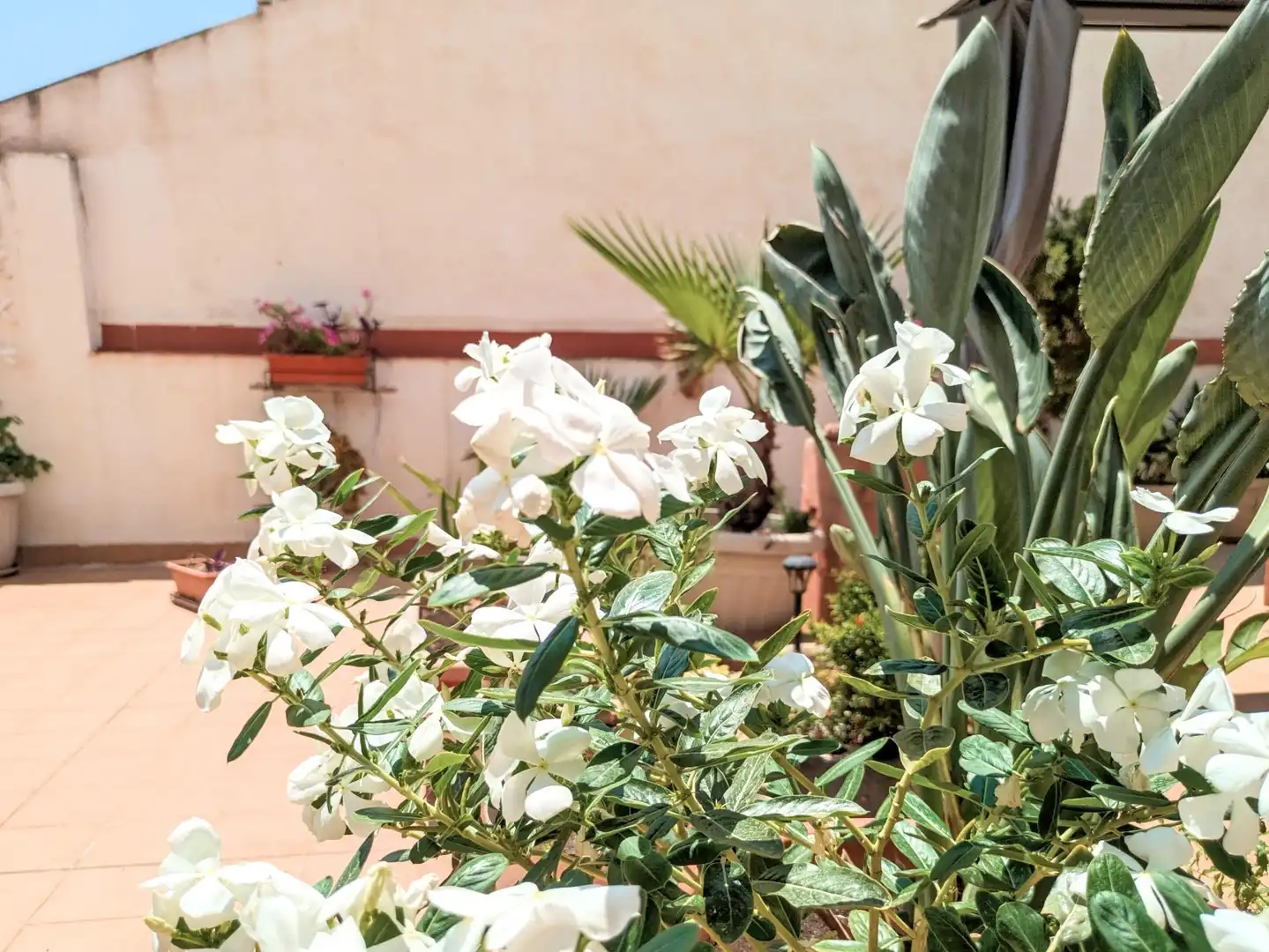 Jardí de Pis en venda en Amposta