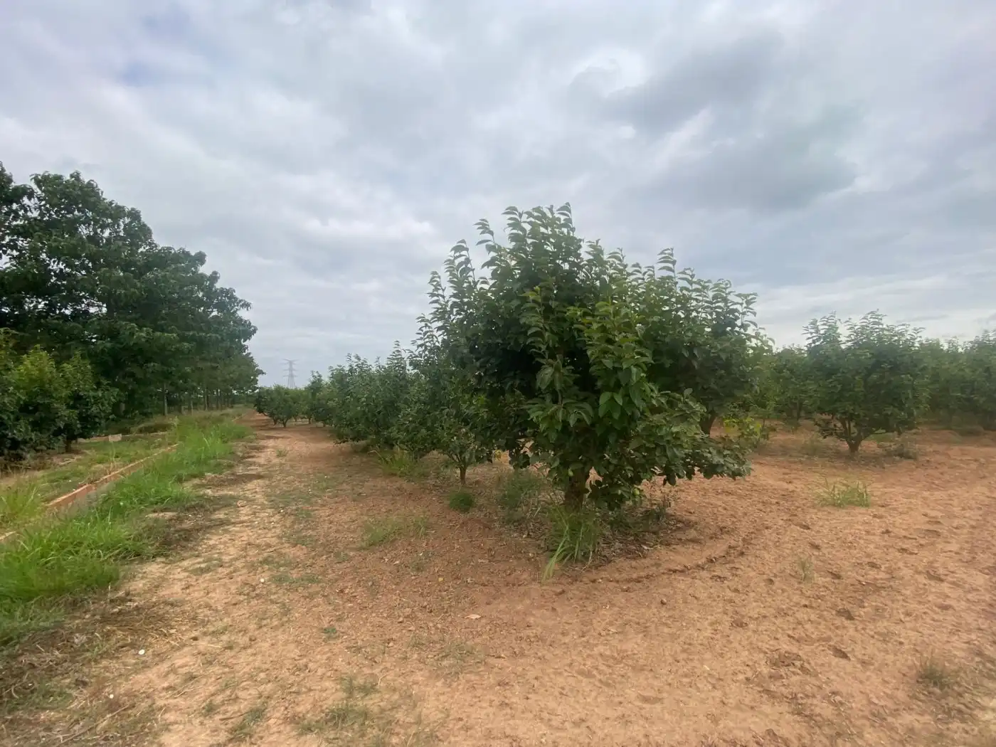 Land for sale in Carlet