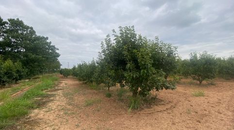 TERRENO RURAL DE KAKI EN PRODUCCIÓN