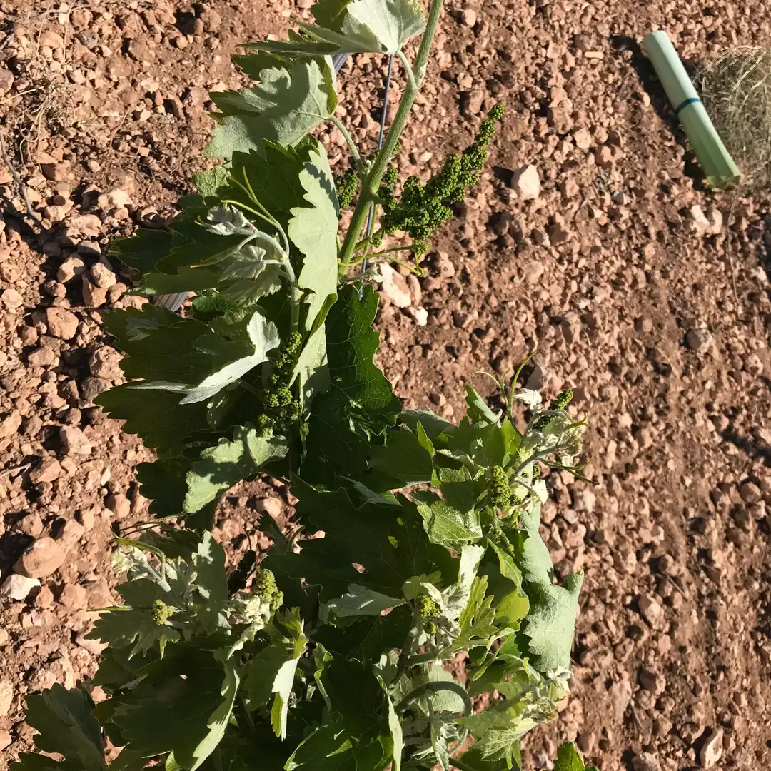 Terrenys i solars en venda a Mota del Cuervo, imagen 9