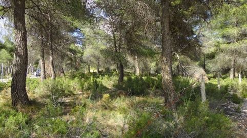 16.000M2 EN IBI, POSIBILIDAD DE CONSTRUIR, imagen 3
