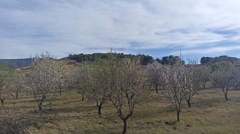 Finca con casa y 18 tahullas plantadas de olivos, immagine 4