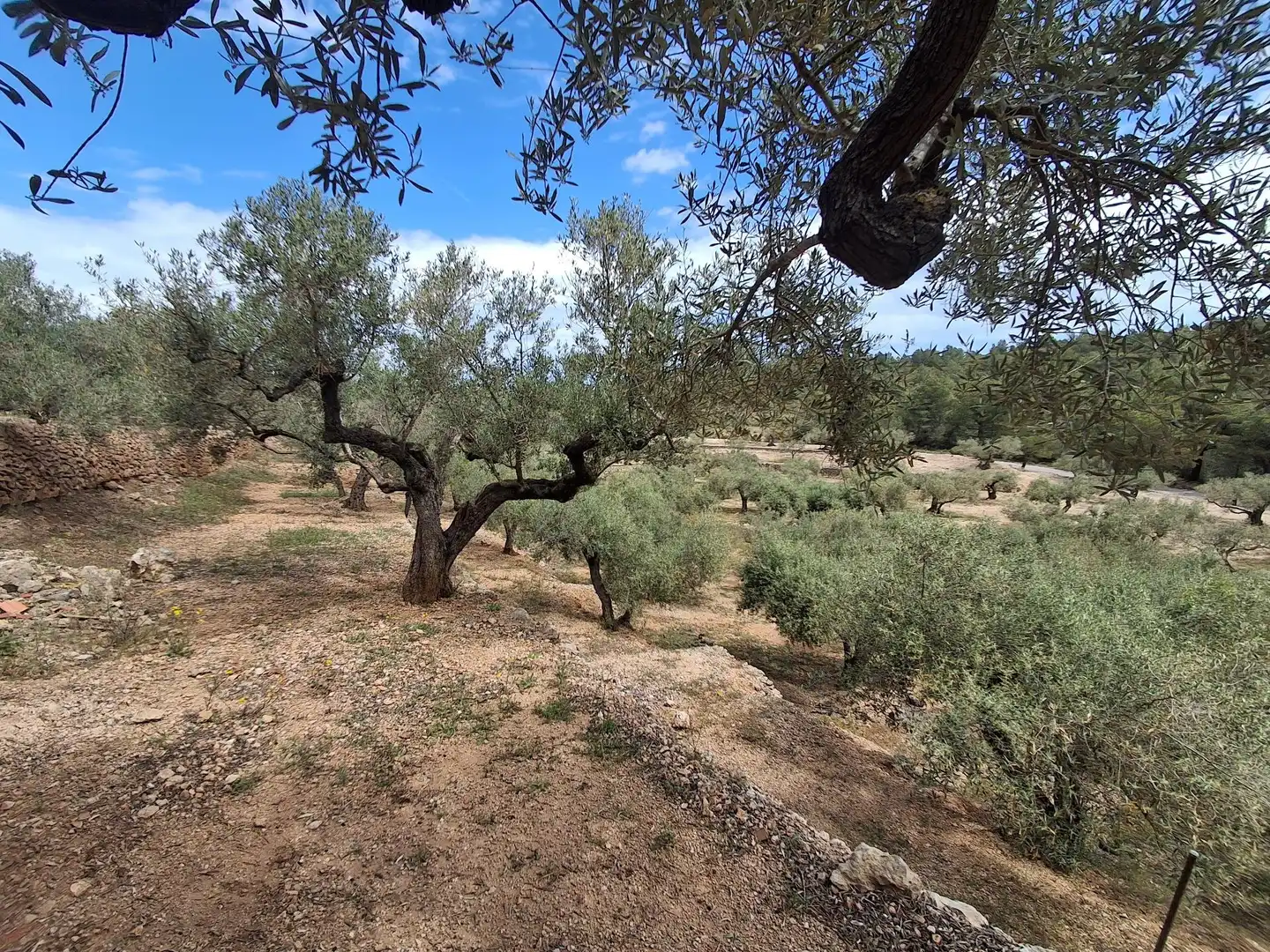 Terreno rustico in vendita a El Perelló, imagen 52