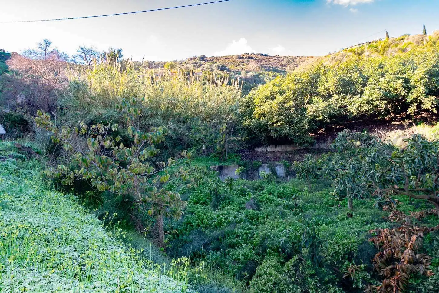 Terreno rústico en venta en Avda Pescia - Ctra de Frigiliana, imagen 8