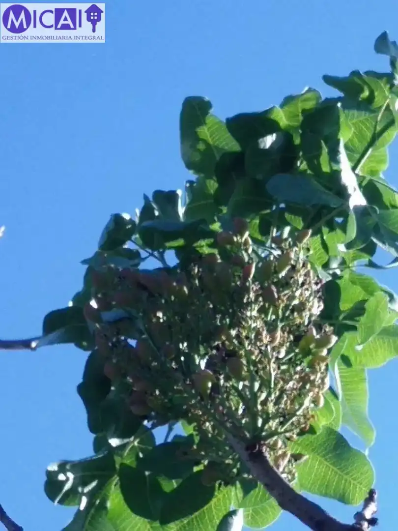 Jardí de Casa o xalet en venda en Puerto Real amb Aire condicionat, Jardí privat i Terrassa