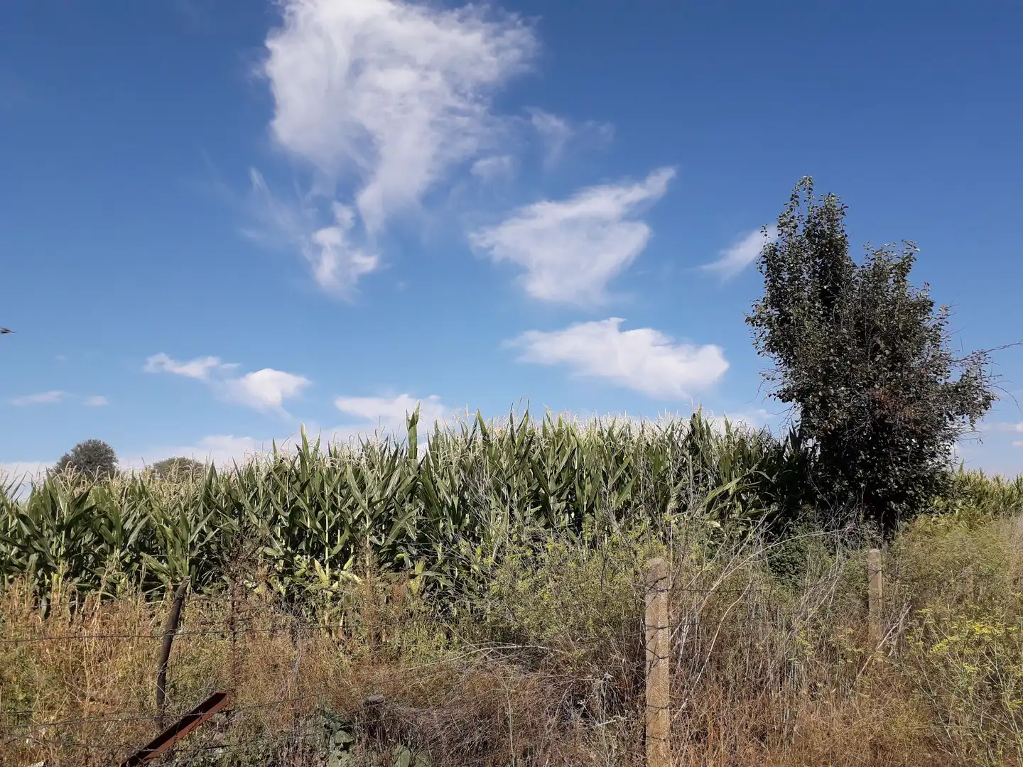 Terreno rústico en venta en Ronda de Serradilla 10, imagen 13