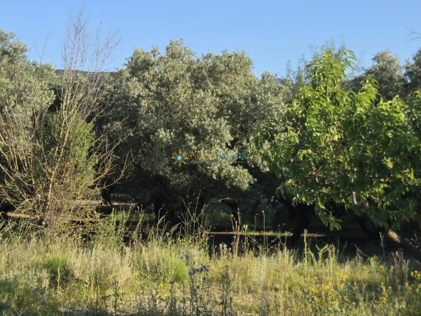 Terreny rústic en venda a Bélgida, imagen 9