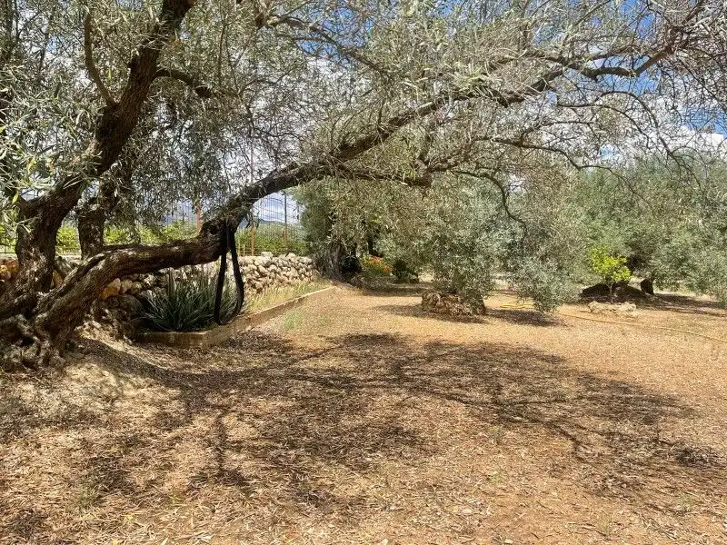 Terreno rustico in vendita a Plaça del Regne d'Espanya 8, imagen 13