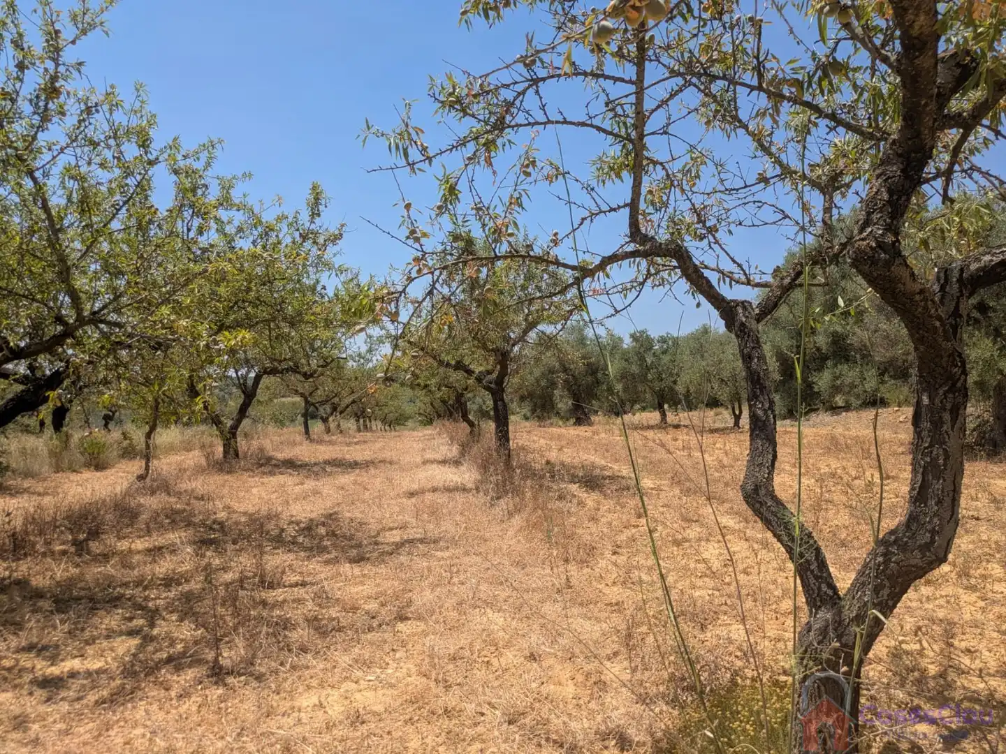 Finca rústica en venta en Vilanova d'Alcolea