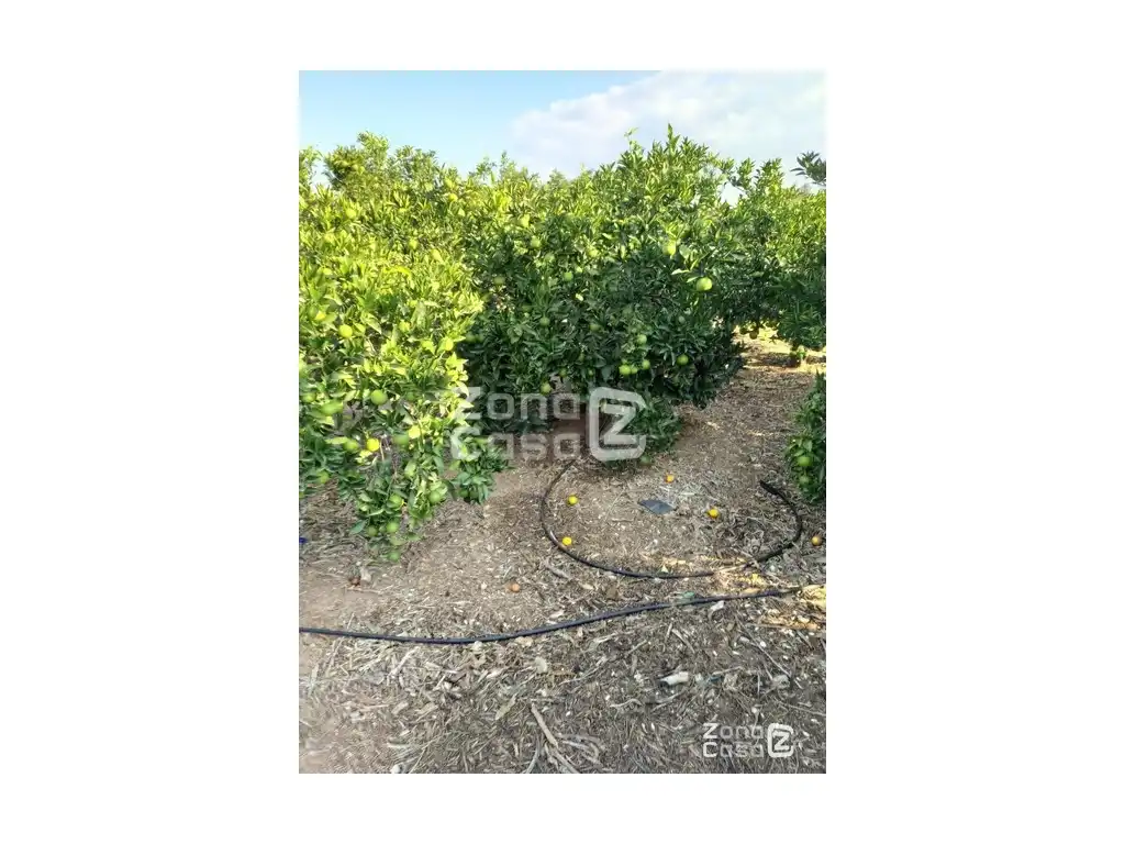 Country house for sale in Algemesí, imagen 2