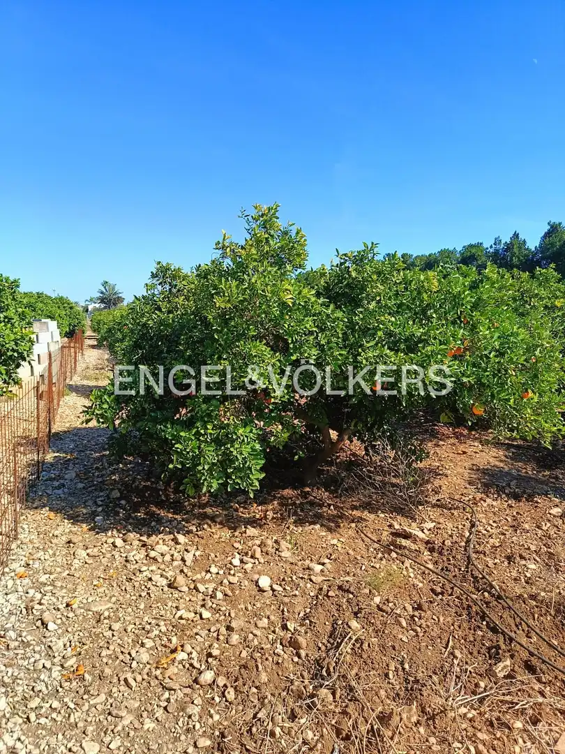 Lands and plots for sale in Els Poblets, imagen 7