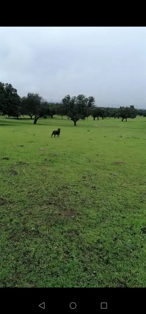 Außenansicht von Country house zum Verkauf in Oropesa mit Privatgarten