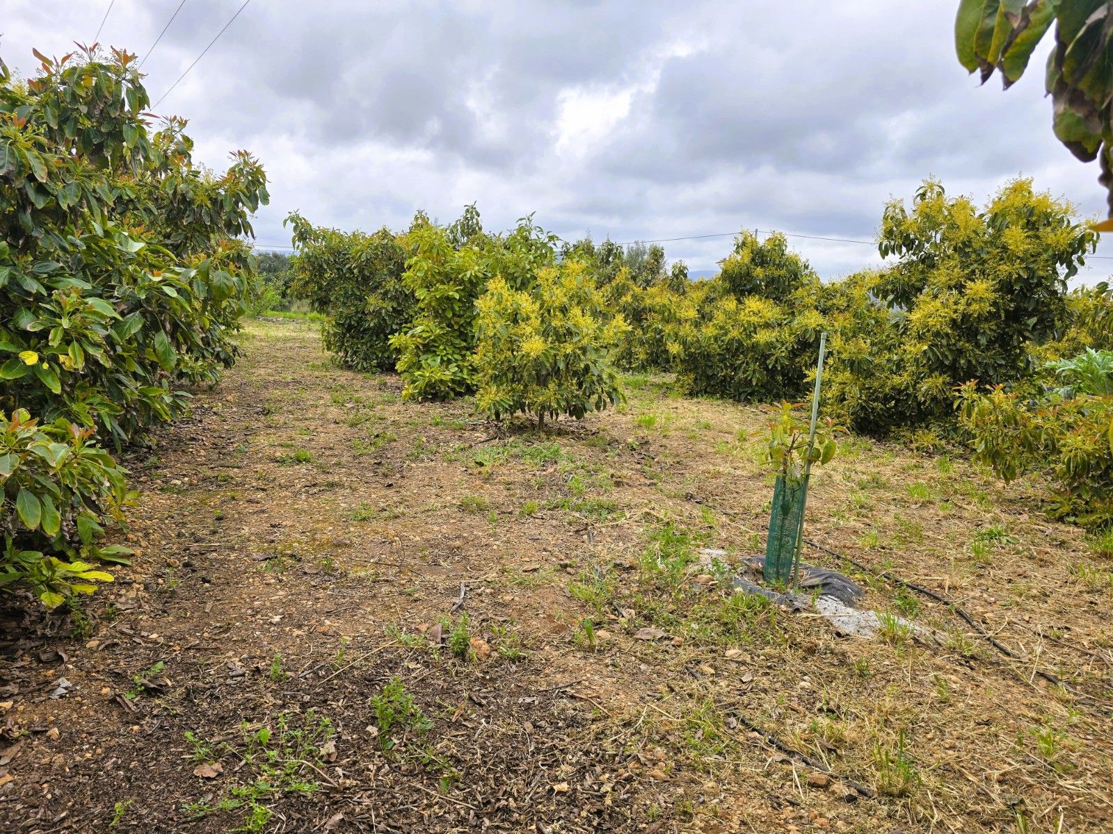 Residential zum verkauf in Pego