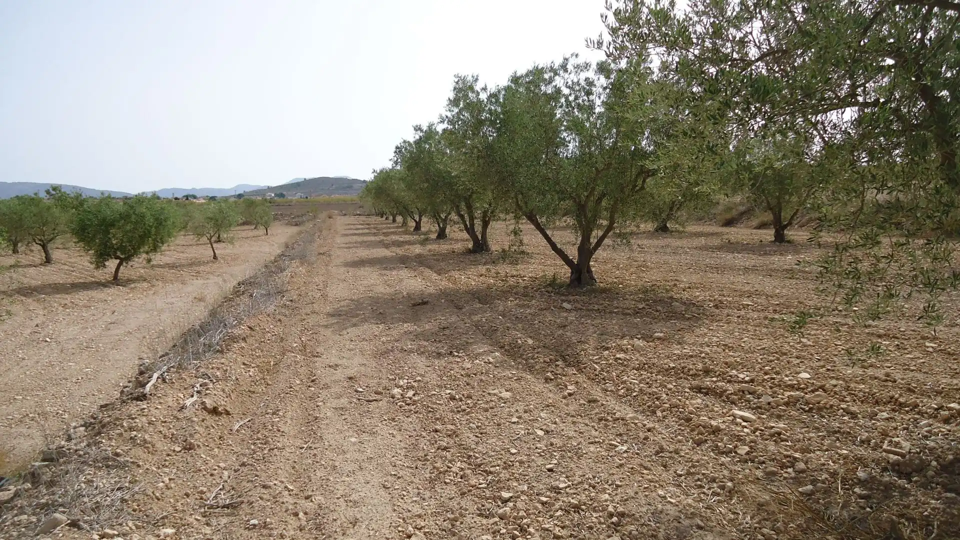 Rustikales Grundstück zum Verkauf in Jumilla, imagen 12