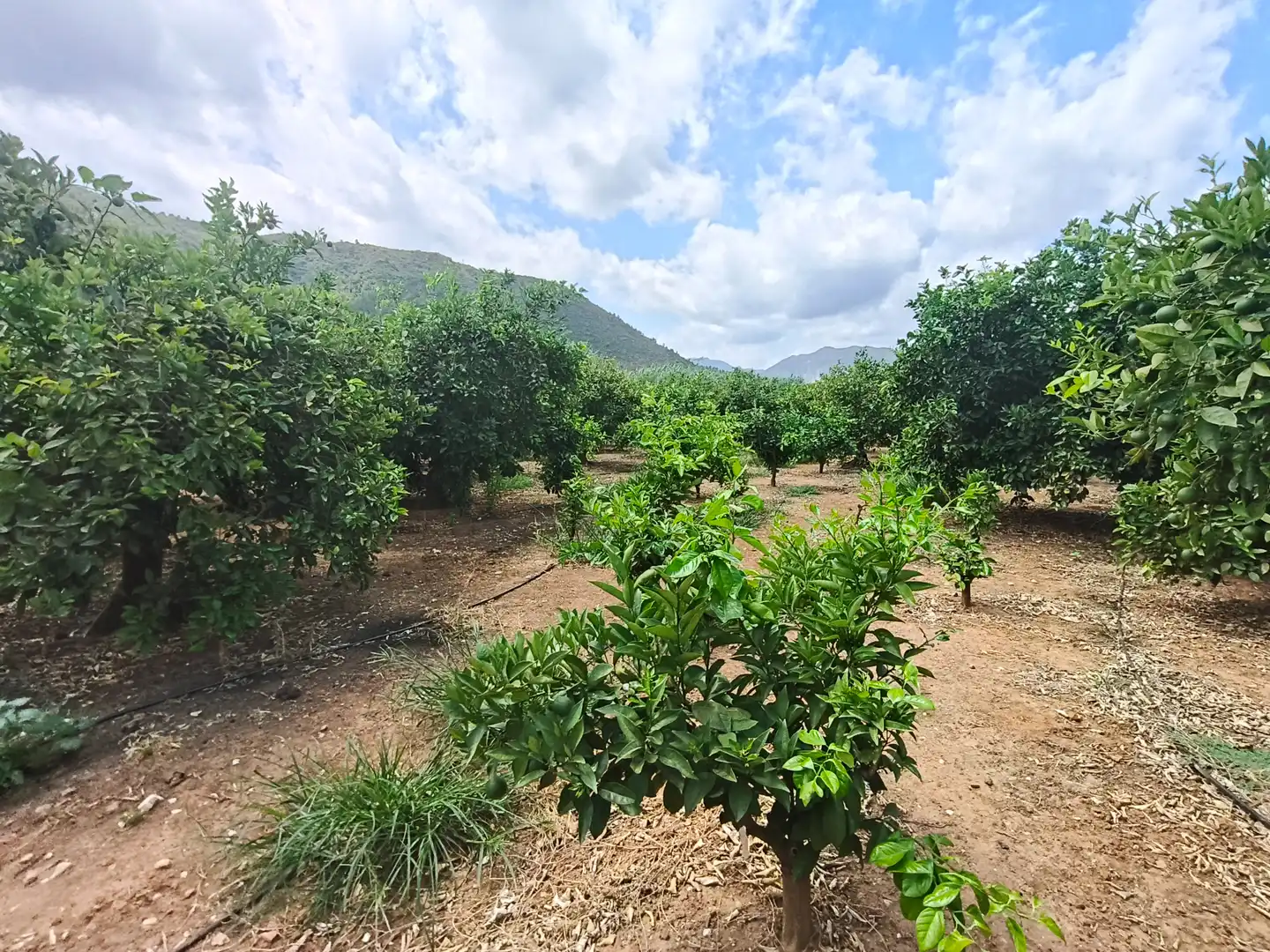 Rural land for sale in Partida Pla 42, imagen 17