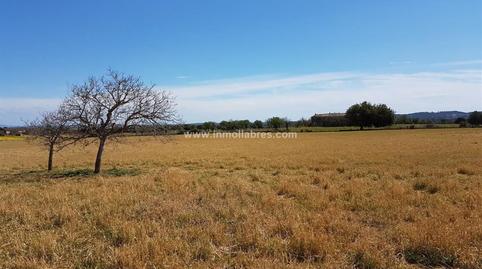 Foto 3 de Finca rústica en venda a Sencelles, Illes Balears