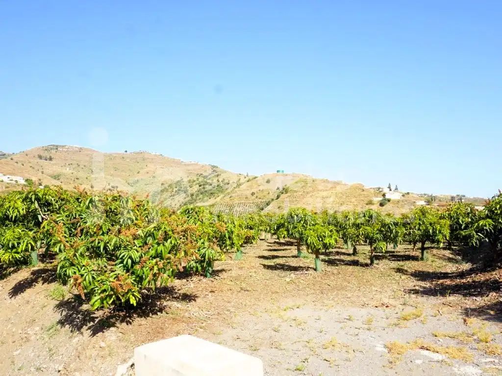 Finca rústica en venda a Diseminados Cortijo Lagar Del Rio (Diseminado), Centro Histórico