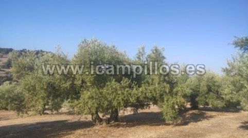 FINCA DE OLIVAR DE 25 FANEGAS EN CABRA, immagine 4