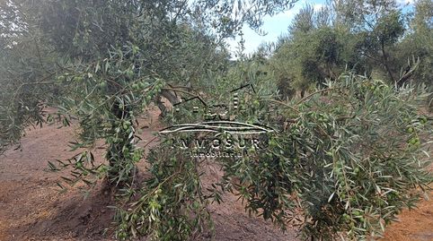 Finca de olivos de un pie en Monturque