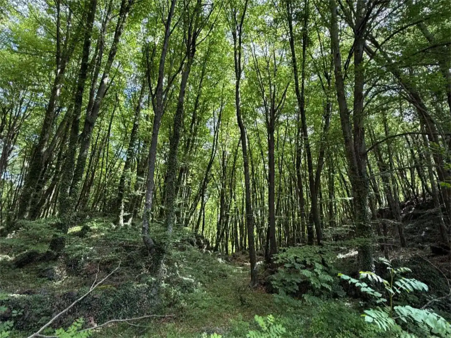 Vista exterior de Pis en venda en Santa Pau amb Jardí privat i Traster