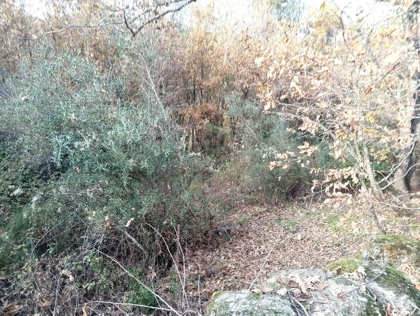 Terreni e lotti in vendita a Viandar de la Vera, imagen 16
