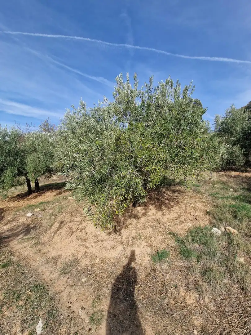 Maison rustique avec jardin à vendre à Cogollos de la Vega, imagen 51