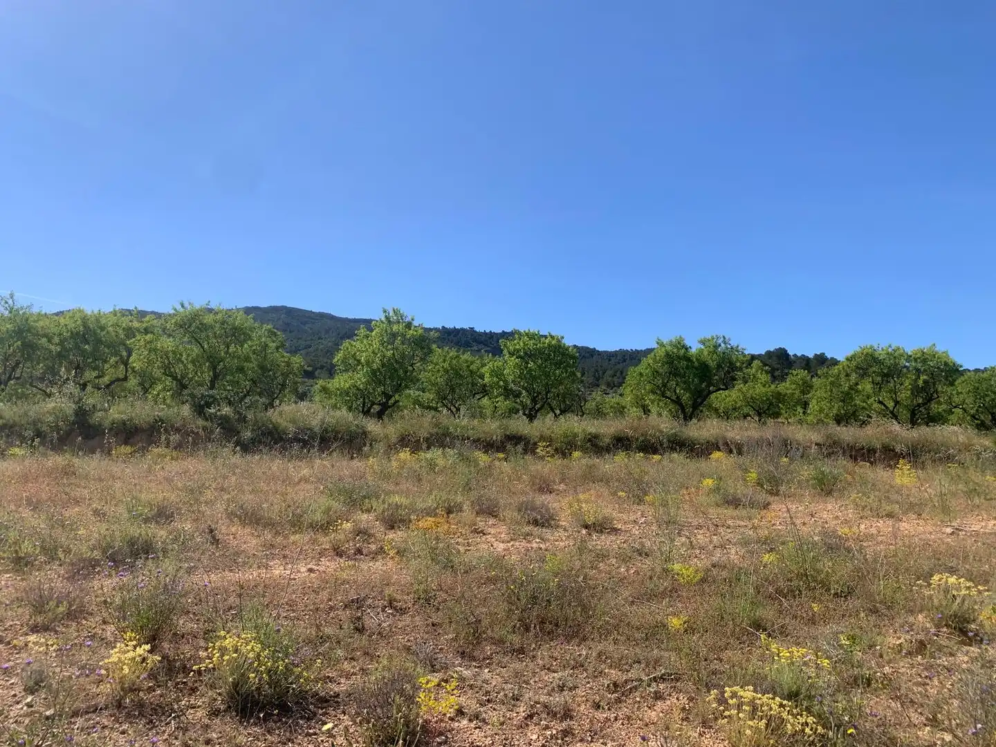 Terreno rustico in vendita a Corbera d'Ebre, imagen 13