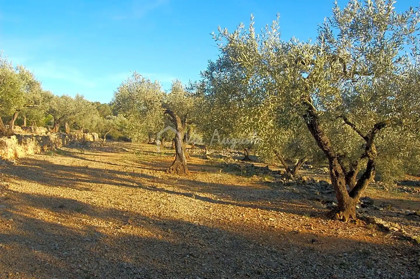 Terreno rustico in vendita a Burgà, imagen 12