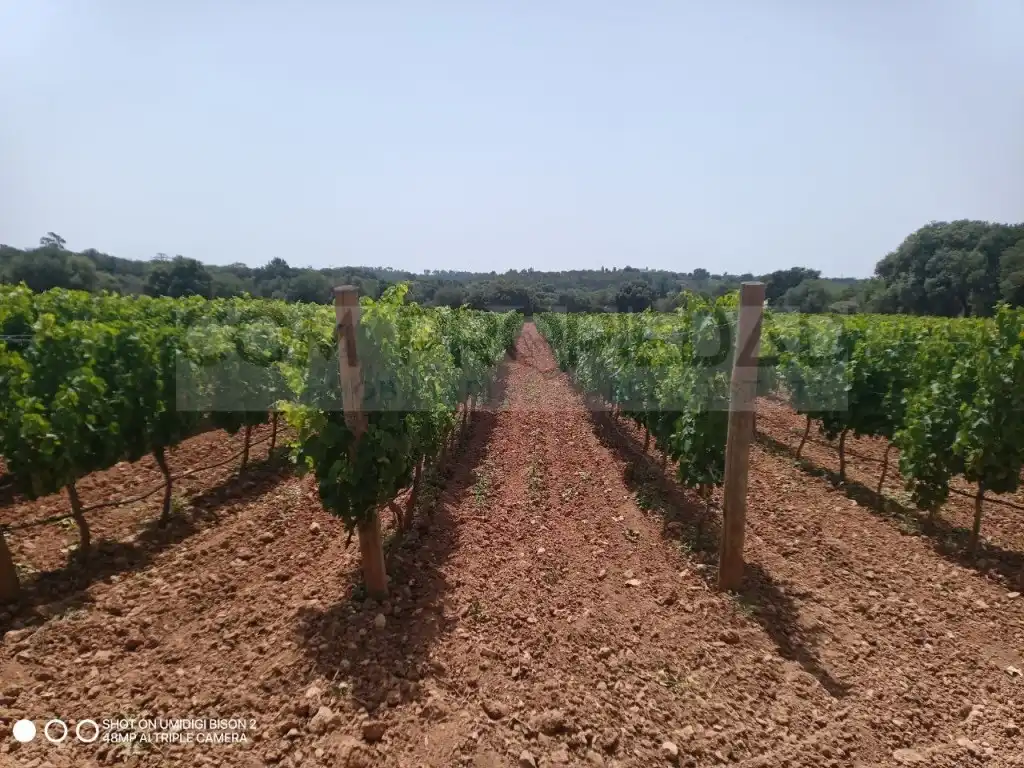 Houses for sale in Costitx