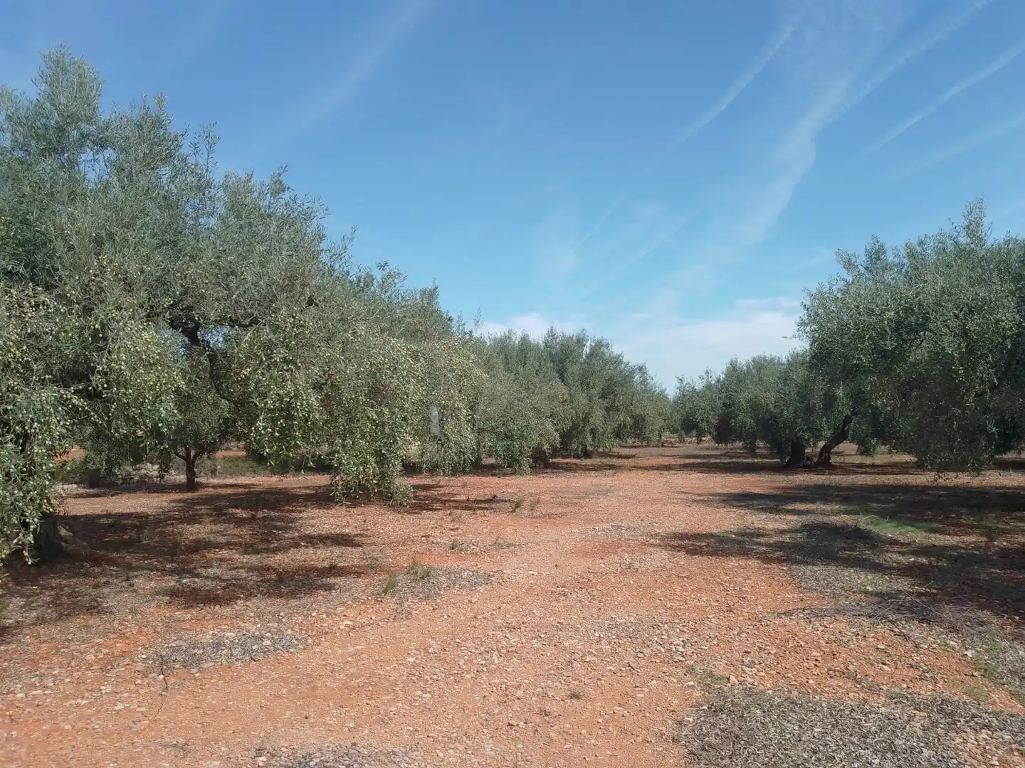 Terreny rústic en venda a Càlig, imagen 9