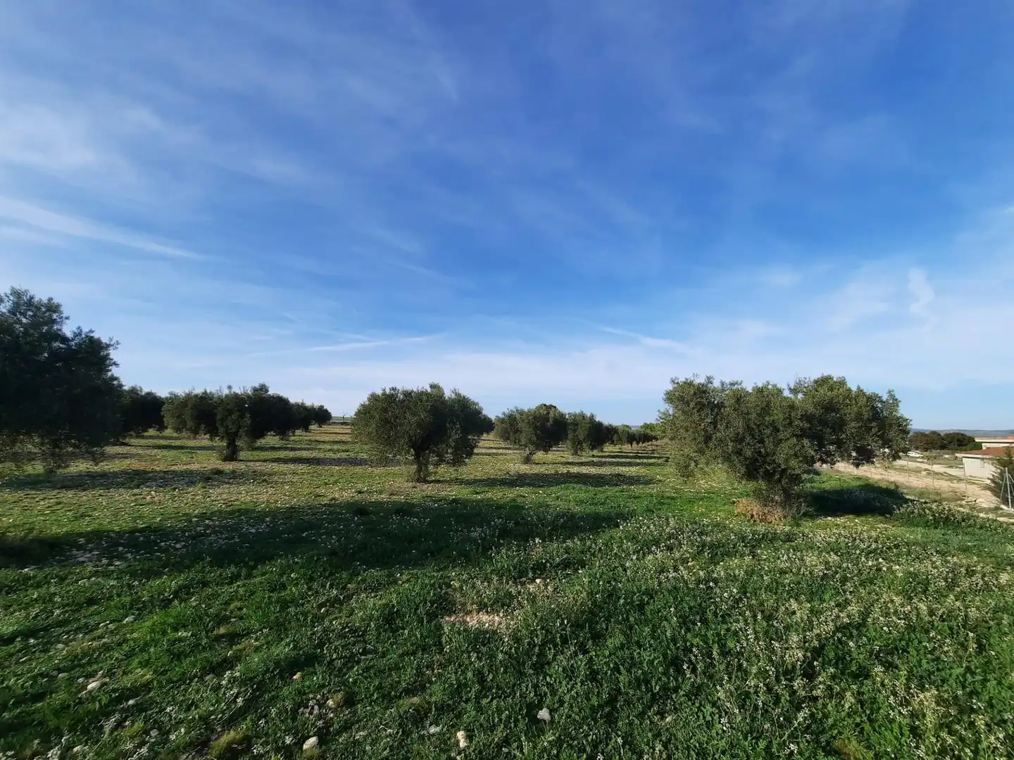 Rustikales Grundstück zum Verkauf in Almansa, imagen 6