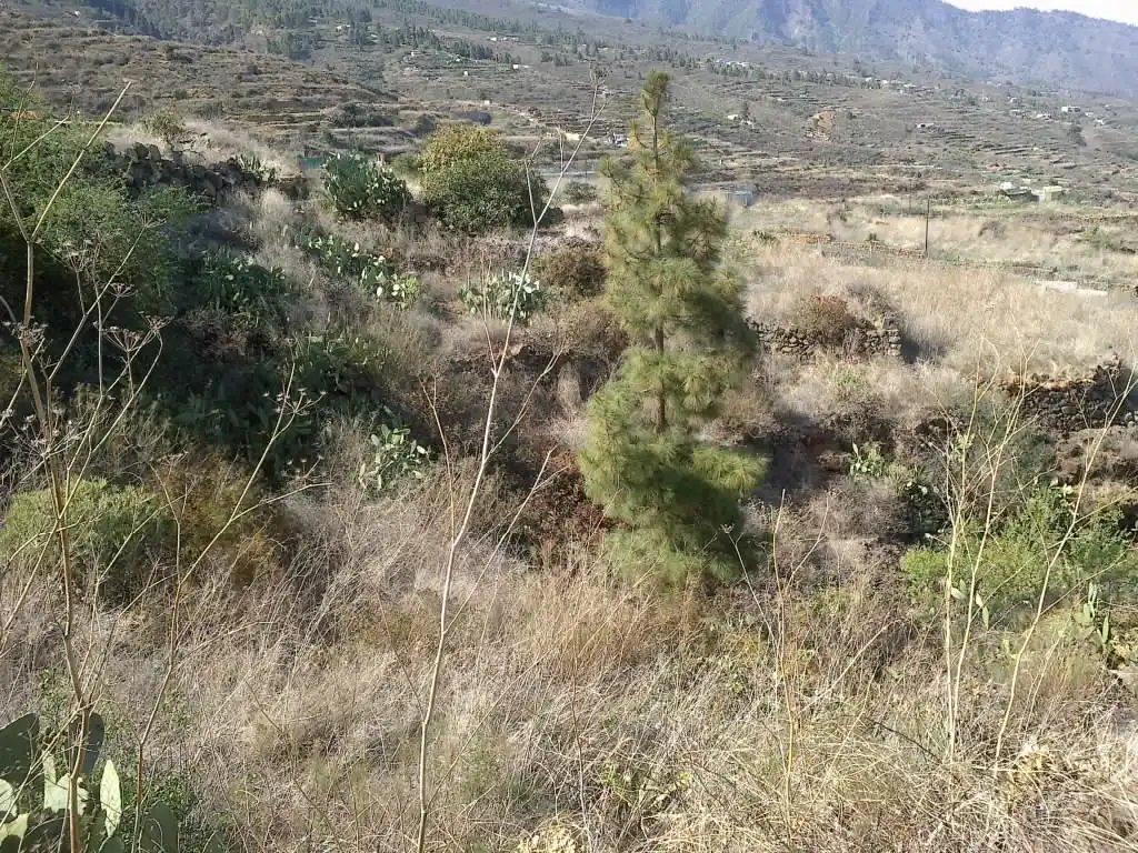 Rural land for sale in Calle Galván, imagen 7