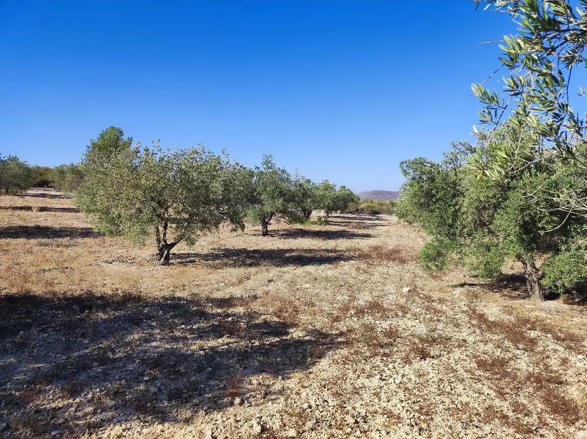 Finca rústica en venda en Tobarra amb Jardí privat, Terrassa i Traster