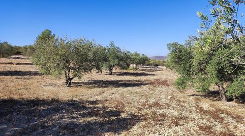 Foto 2 de Finca rústica en venta en Tobarra, Albacete
