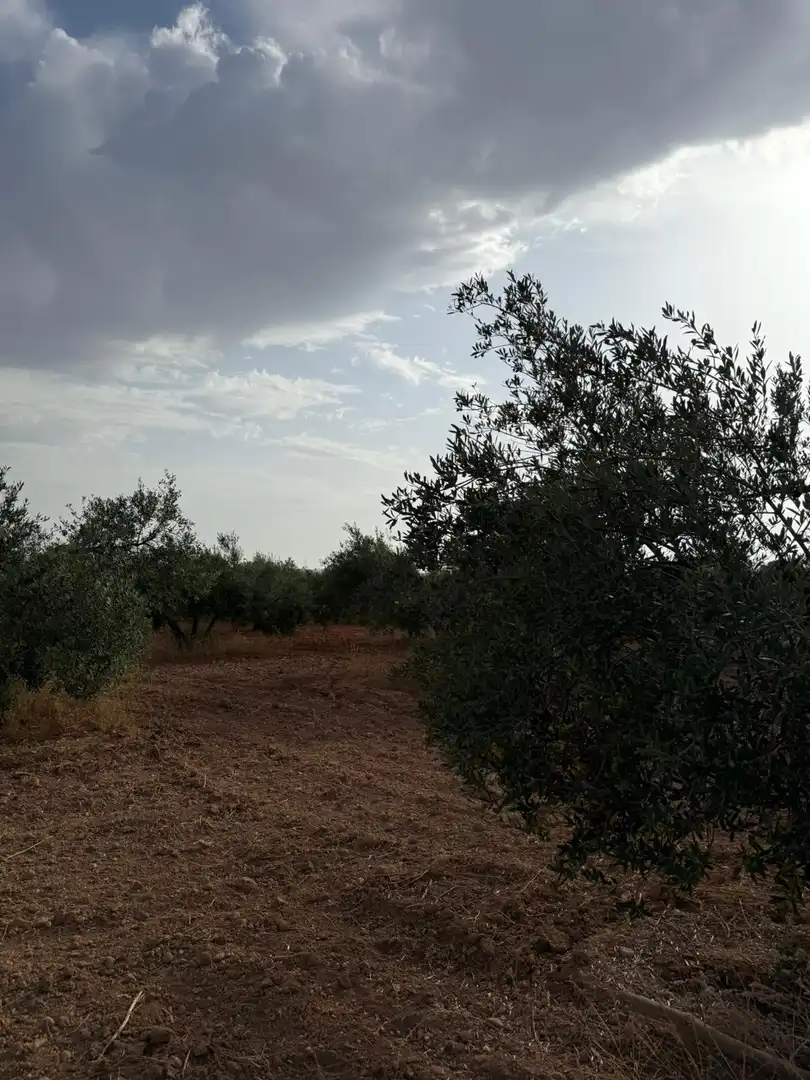 Terreni e lotti in vendita a Carmona, imagen 10