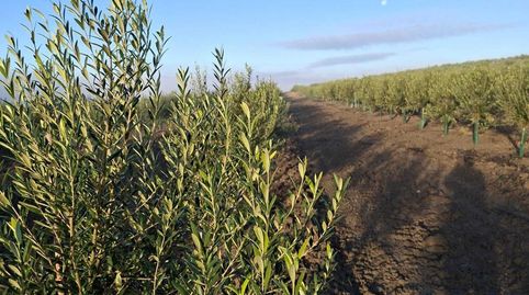 Foto 5 de Finca rústica en venda a Pelagatos - Pago del Humo, Chiclana de la Frontera