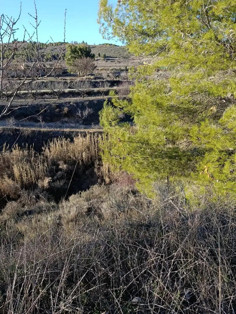 Terrenys i solars en venda a Bullas, imagen 2