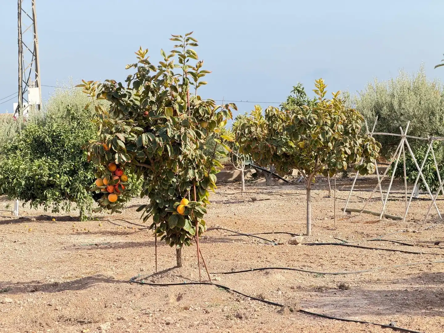 Garten von Haus zum Verkauf in Pulpí pueblo