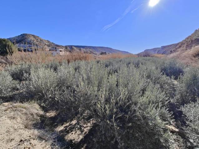 Terreno residencial en Venta en Mula