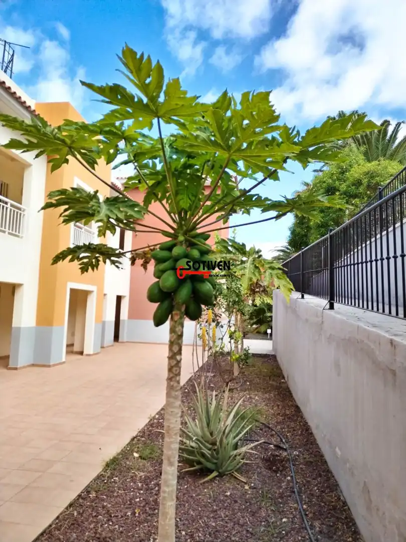 Apartment with pool to rent in Callao Salvaje - Playa Paraíso, imagen 5