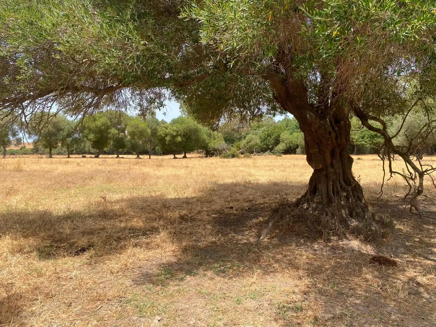 Terreni e lotti in vendita a Alcalá de los Gazules, imagen 74
