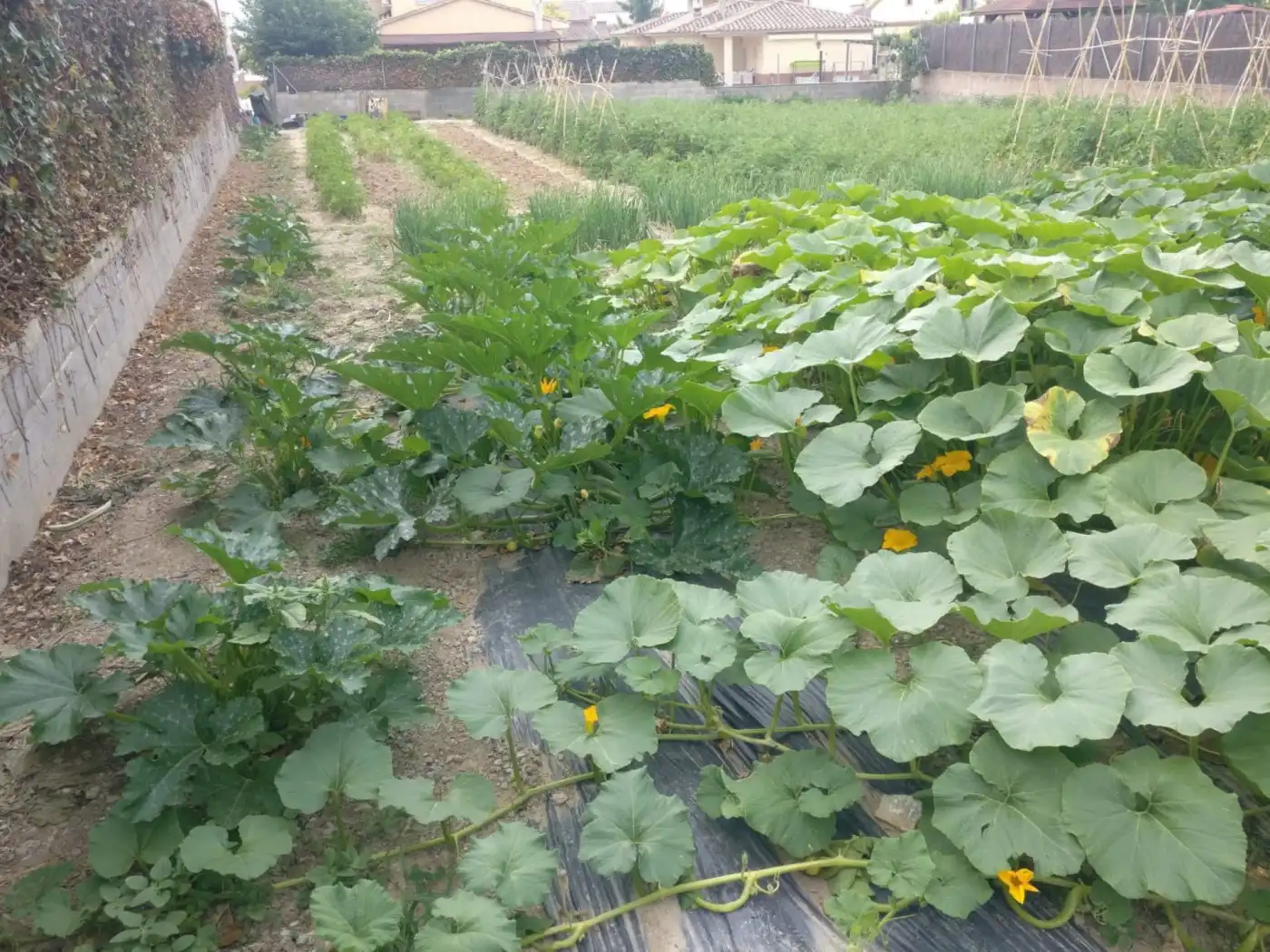 Terreno residenziale in vendita a Vilobí del Penedès